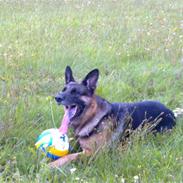 Schæferhund Qato