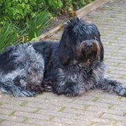 Schapendoes Ringo,Camagis Faruk