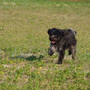 Schapendoes Ringo,Camagis Faruk