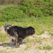 Schapendoes Ringo,Camagis Faruk