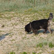 Schapendoes Ringo,Camagis Faruk