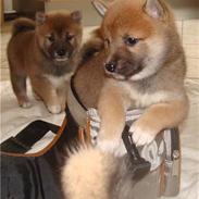 Shiba ZigZag's Shiva "Hidetoshi"