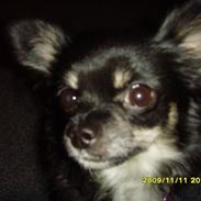 Chihuahua Trunte