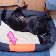 Labrador retriever Buller