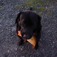 Labrador retriever Buller