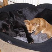 Labrador retriever Buller