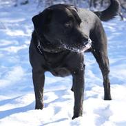 Labrador retriever Buller