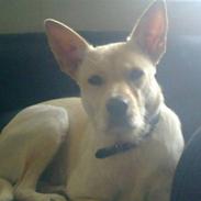 Blanding af racer Nahla *solgt*