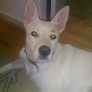 Blanding af racer Nahla *solgt*