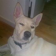 Blanding af racer Nahla *solgt*