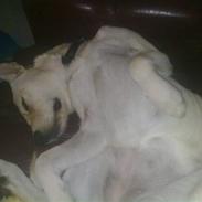 Blanding af racer Nahla *solgt*