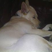 Blanding af racer Nahla *solgt*