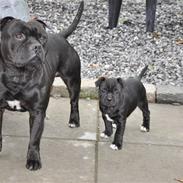 Staffordshire bull terrier Don Trigger