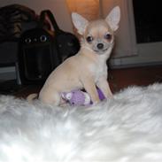 Chihuahua Baby'Loo Tequila