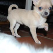 Chihuahua Baby'Loo Tequila