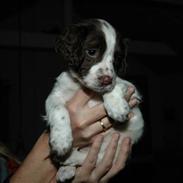 Field Trial spaniel Emma <3