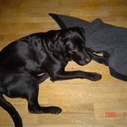 Labrador retriever Tulle