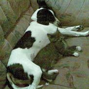 Dansk svensk gaardhund Cirkeline (død)