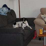 Dansk svensk gaardhund shiba