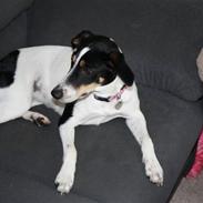 Dansk svensk gaardhund shiba