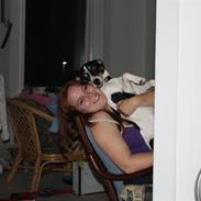 Dansk svensk gaardhund shiba