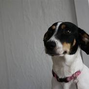 Dansk svensk gaardhund shiba