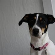 Dansk svensk gaardhund shiba