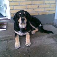 Blanding af racer Molly