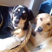 Blanding af racer Molly