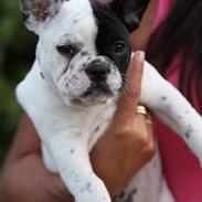 Fransk bulldog jønde