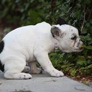 Fransk bulldog jønde