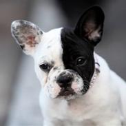 Fransk bulldog jønde