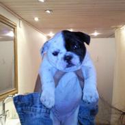 Fransk bulldog jønde