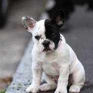 Fransk bulldog jønde