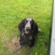 Cocker spaniel Klisterpapiret Sally B. R.I.P 16.2.18
