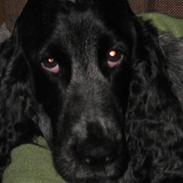 Cocker spaniel Klisterpapiret Sally B. R.I.P 16.2.18