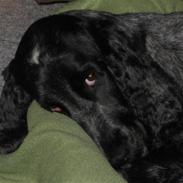 Cocker spaniel Klisterpapiret Sally B. R.I.P 16.2.18