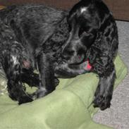 Cocker spaniel Klisterpapiret Sally B. R.I.P 16.2.18