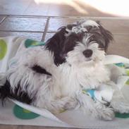 Blanding af racer Muffi