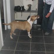 Bullterrier gina