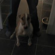 Bullterrier gina