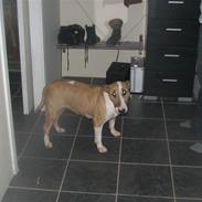 Bullterrier gina