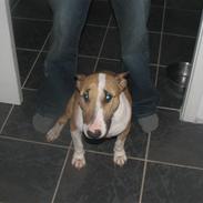 Bullterrier gina