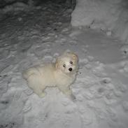 Coton de tulear Kali