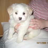 Coton de tulear Kali