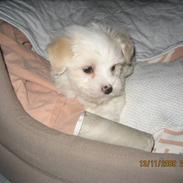 Coton de tulear Kali