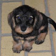 Dværggravhund Cornelius R.I.P !! )';