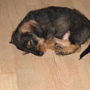 Dværggravhund Cornelius R.I.P !! )';