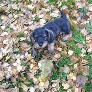 Dværggravhund Cornelius R.I.P !! )';