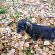 Dværggravhund Cornelius R.I.P !! )';